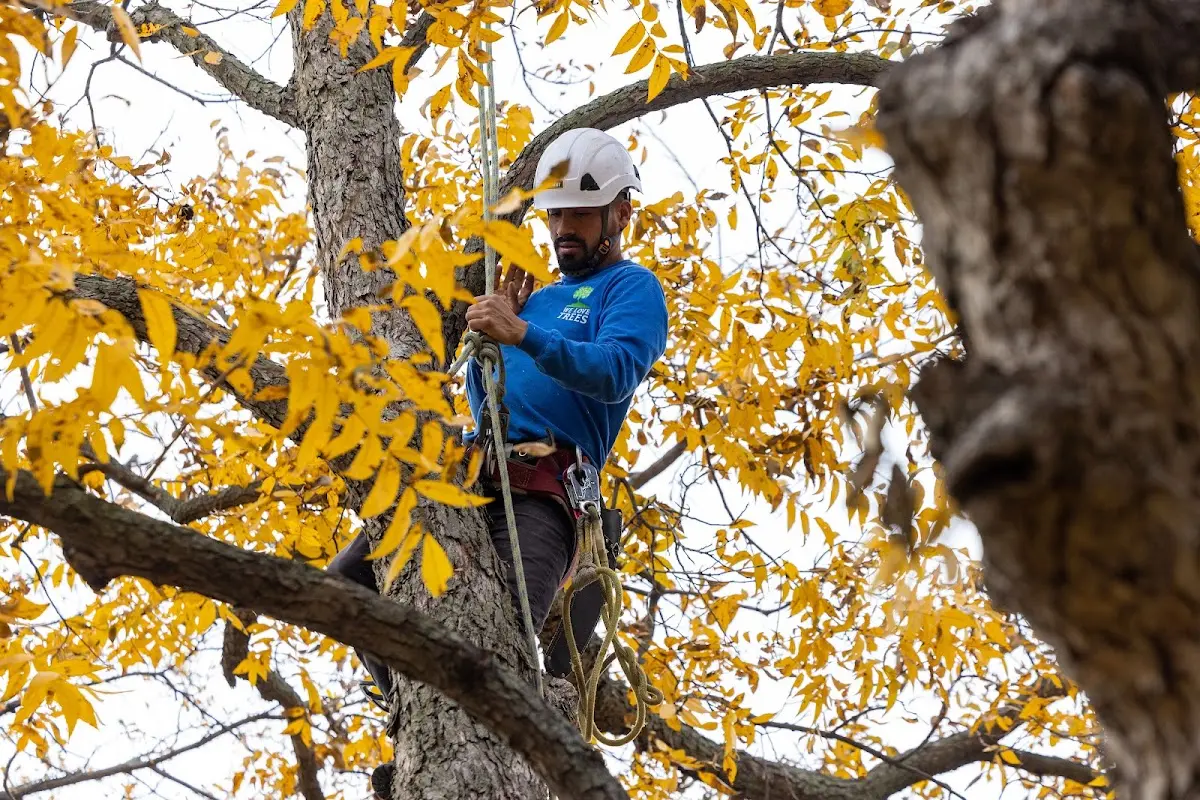 Skilled Tree Transplanting crew working in Weinert